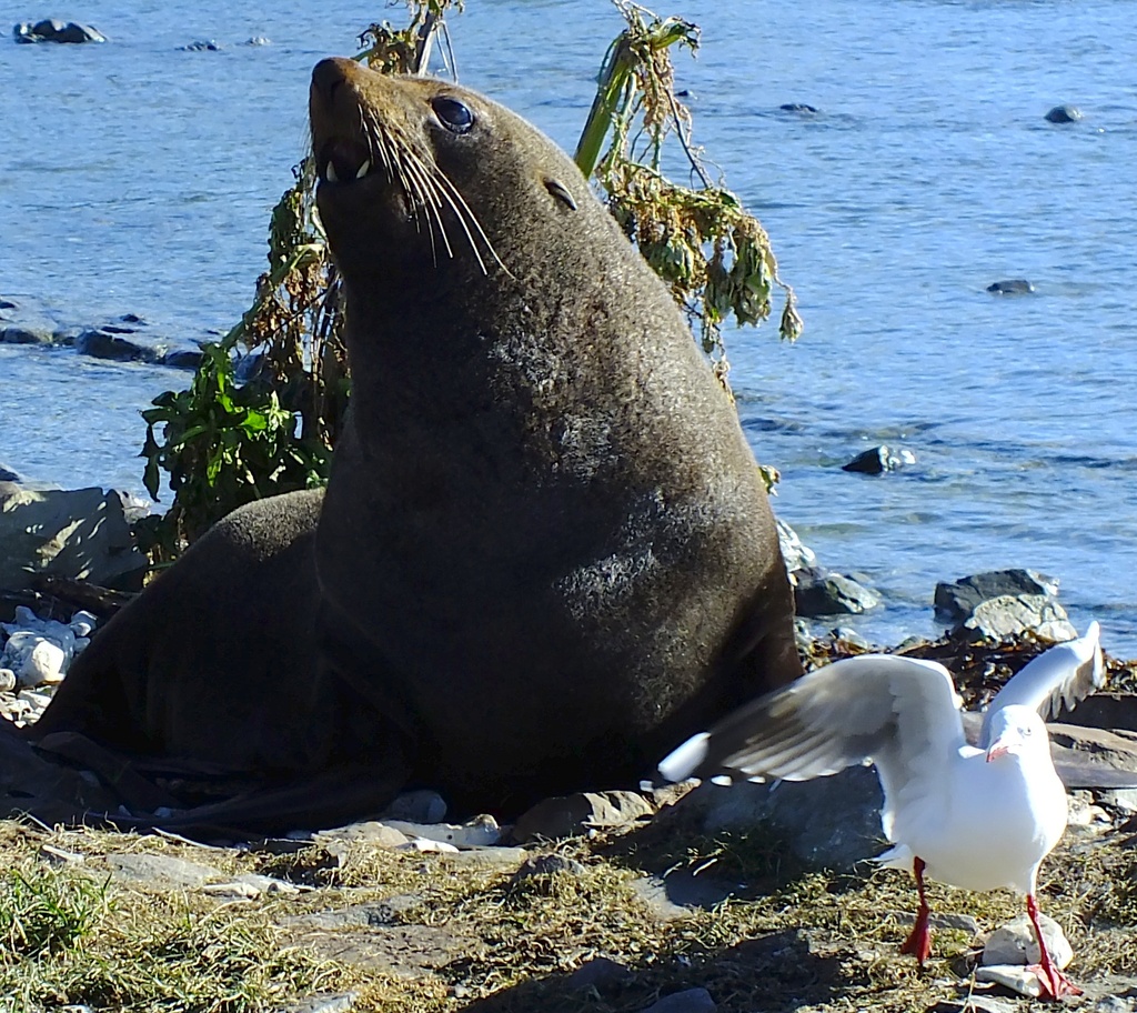 Seal vs seagull by kiwinanna