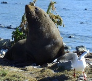 1st Jul 2013 - Seal vs seagull