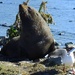 Seal vs seagull by kiwinanna