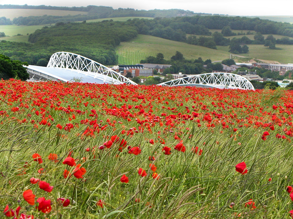 1.7.13 Red Invasion of Amex Stadium by stoat