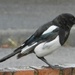 Magpie in the Rain by fishers