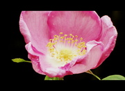 6th Jun 2013 - Wild rose 