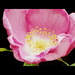 Wild rose  by jankoos