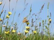 29th Jun 2013 - Painted Lady