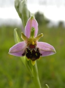 29th Jun 2013 - Bee Orchid