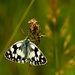 2nd July 2013 Marbled White by pamknowler