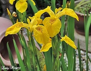 2nd Jul 2013 - Wild Iris - it's flower power.