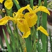 Wild Iris - it's flower power. by ladymagpie