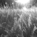 Grasses by filsie65