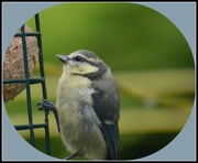 2nd Jul 2013 - Another friendly blue tit