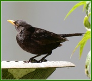 2nd Jul 2013 - Mr Blackbird