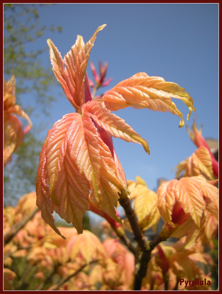 Acer leafs by pyrrhula