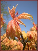 2nd Jul 2013 - Acer leafs