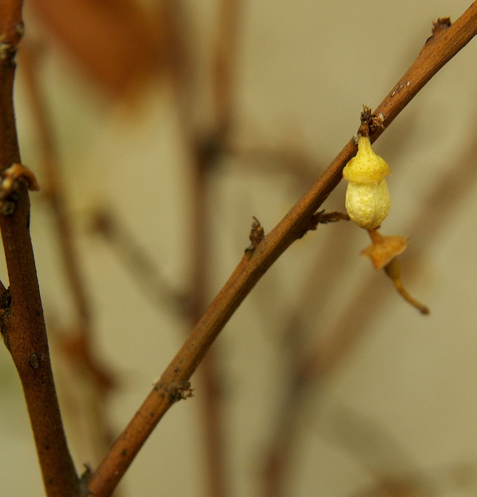 (Day 137) - Sour Lemon Tree by cjphoto
