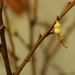 (Day 137) - Sour Lemon Tree by cjphoto