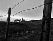 2nd Jul 2013 - sheep