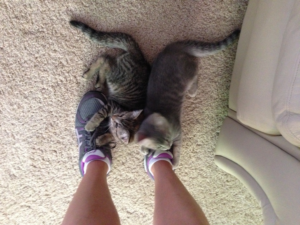 Kitty shoes!!! by graceratliff