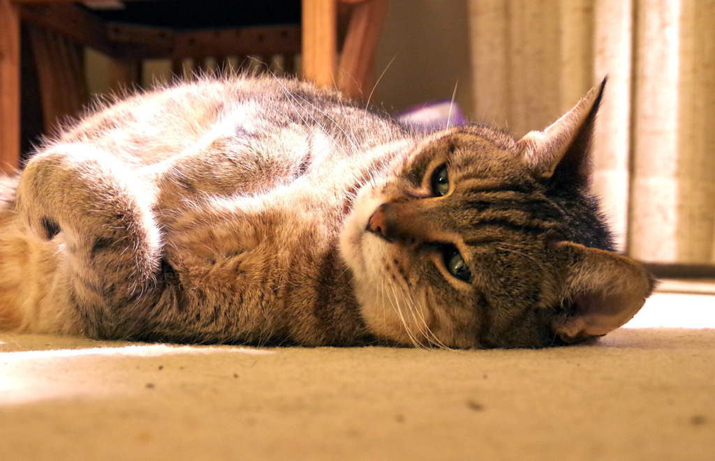 Cat on carpet by houser934