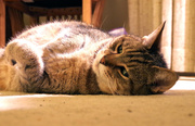 1st Jul 2013 - Cat on carpet