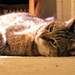 Cat on carpet by houser934