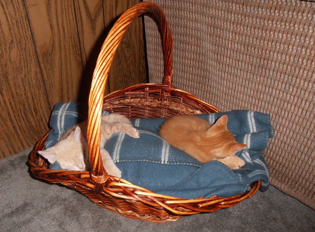 Kitty Basket by julie