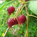 Cherries by olivetreeann