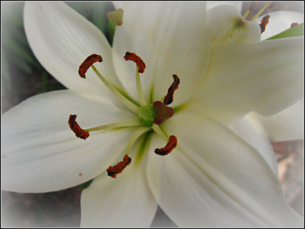 White Lily by olivetreeann