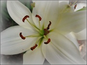 1st Jul 2013 - White Lily