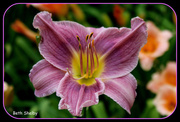 29th Jun 2013 - Another Lily