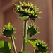 (Day 138) - Sunflower Unripe by cjphoto