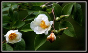 2nd Jul 2013 - Japanese Stewartia