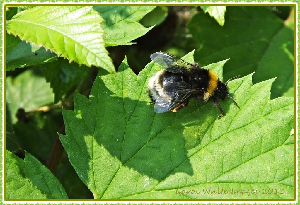 Bee by carolmw