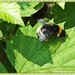 Bee by carolmw