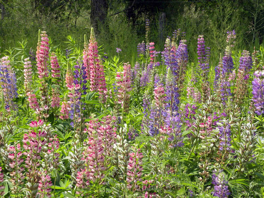 Lupins by sunnygreenwood