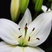 The Lilies begin their Bloom.... by streats