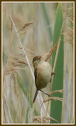 3rd Jul 2013 - Little reed warbler