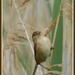 Little reed warbler by rosiekind