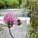 Little Weir by gamelee