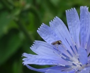 2nd Jul 2013 - Day 28 Blue Flower and Bug