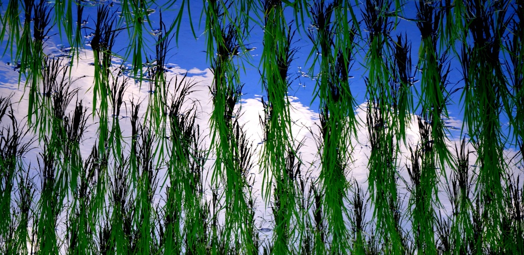 rice reflection by vankrey