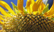 3rd Jul 2013 - Gigantic Sunflower 