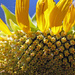 Gigantic Sunflower  by grannysue