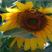 Grasshopper on Giant Sunflower  by grannysue