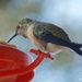 Hummingbird  by lynne5477