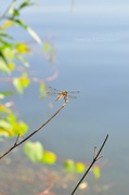 3rd Jul 2013 - the dragonflies...