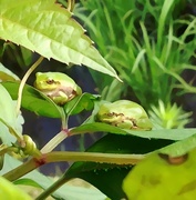 28th Jun 2013 - Sunning Frogs