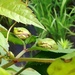 Sunning Frogs by jyokota