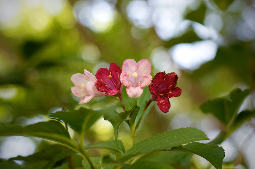 sweet floral image  by jyokota