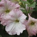 Pretty in pink Petunia flowers by anne2013