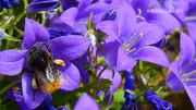 4th Jul 2013 - Summertime Sights / Day 4: Beekeeping.